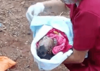 Bebê abandonado por mãe adolescente é atacado por cães e morre no hospital