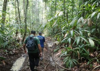 Período do Defeso Florestal chega ao fim nesta quinta-feira  no Amazonas