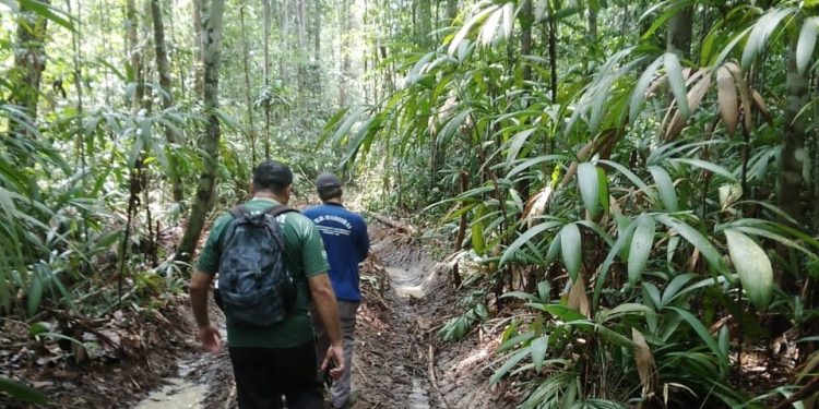 Período do Defeso Florestal chega ao fim nesta quinta-feira no Amazonas